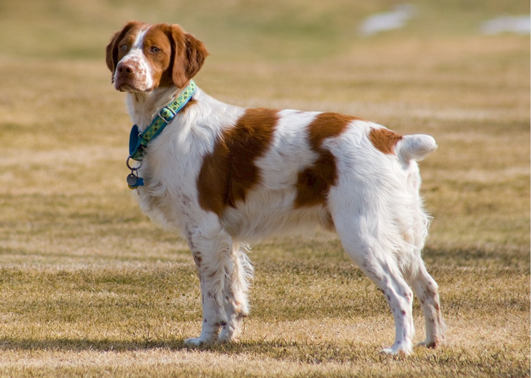 #23. Brittany spaniel